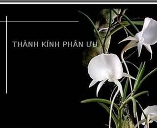CSVSQ Trần Duyên Sơn K23