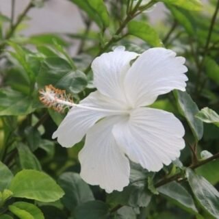 HOA DÂM BỤT TRẮNG