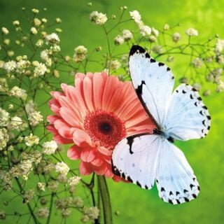 CHUYỆN TÌNH BƯỚM TRẮNG