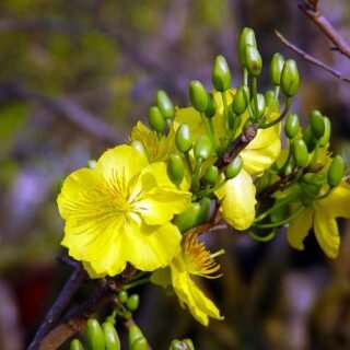 TIN VÀO MÙA XUÂN (Thiền Sư Mãn Giác)