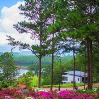 Nhớ Thông đầu núi