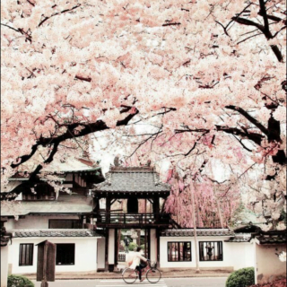 HOA ĐÀO CHÙA ĐẠI LÂM (Bạch Cư Dị)