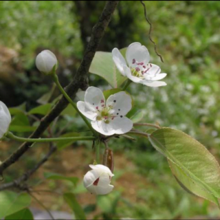Ca Khúc Mừng Xuân
